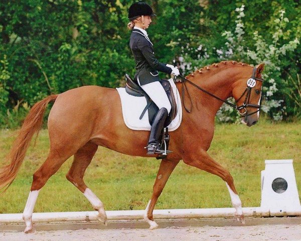 dressage horse Bella-Donna 9 (Hanoverian, 2006, from Belissimo NRW)