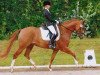 dressage horse Bella-Donna 9 (Hanoverian, 2006, from Belissimo NRW)