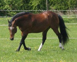 stallion Dunnit Like A Cowboy (Quarter Horse, 1990, from Hollywood Dun It)