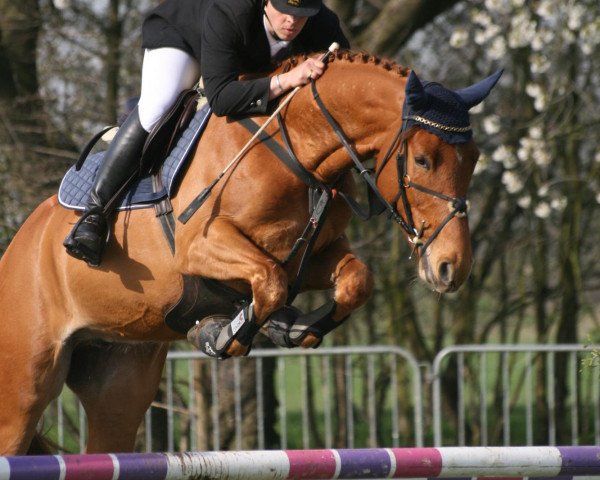 Springpferd Gorky (Belgisches Warmblut, 2006, von Indorado)