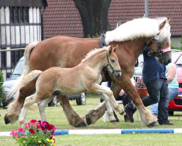 broodmare Marie (Rhenish-German Cold-Blood, 2004, from Marc)