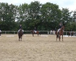 dressage horse Little Miss Sunshine 8 (Westphalian, 2004, from Laudabilis)