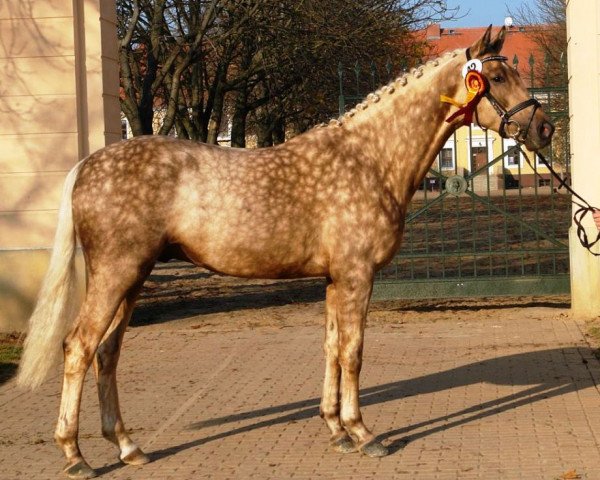 stallion DSP Quasi Gold Md (German Sport Horse, 2009, from Quaterback)