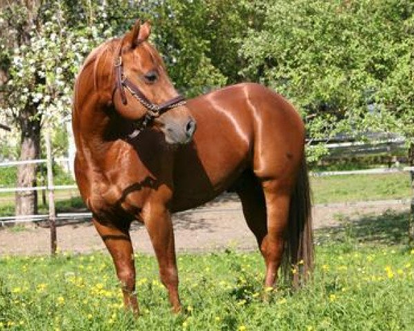 Deckhengst Pocos Smartin (Quarter Horse, 1999, von Smartin Off)