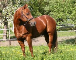 stallion Pocos Smartin (Quarter Horse, 1999, from Smartin Off)