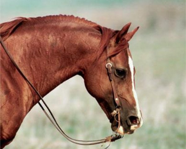Deckhengst Smartin Off (Quarter Horse, 1990, von Smart Little Lena)