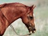 stallion Smartin Off (Quarter Horse, 1990, from Smart Little Lena)