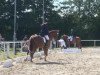 dressage horse Reagan 9 (Hanoverian, 2001, from Regazzoni)