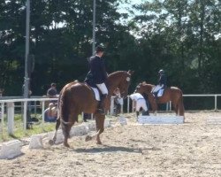 dressage horse Reagan 9 (Hanoverian, 2001, from Regazzoni)