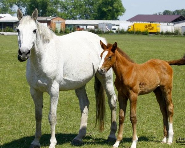 broodmare Concinnity (Bavarian, 2003, from Chellano Z)