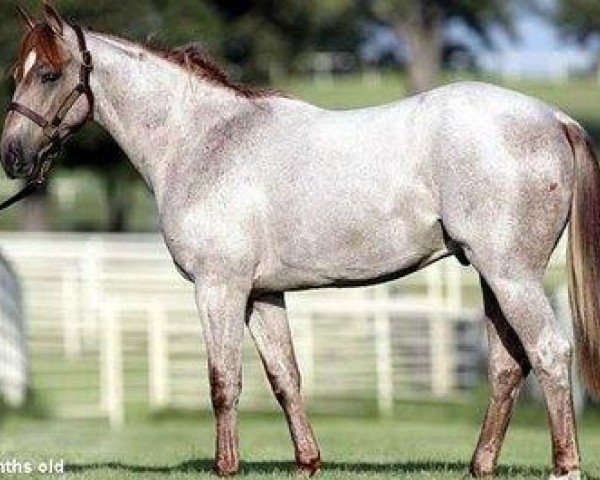 Deckhengst Boonwhite Dancer (Quarter Horse, 2006, von Boonlight Dancer)