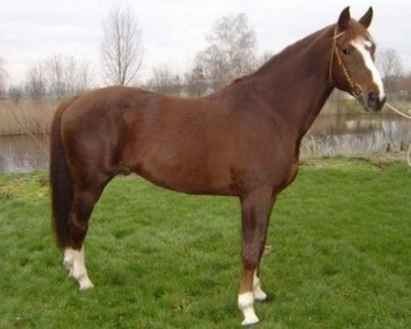 stallion Piz Buin (Bavarian, 1991, from Polling)