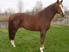 stallion Piz Buin (Bavarian, 1991, from Polling)