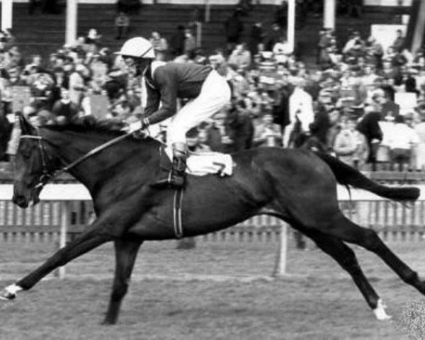 stallion Simply Great xx (Thoroughbred, 1979, from Mill Reef xx)