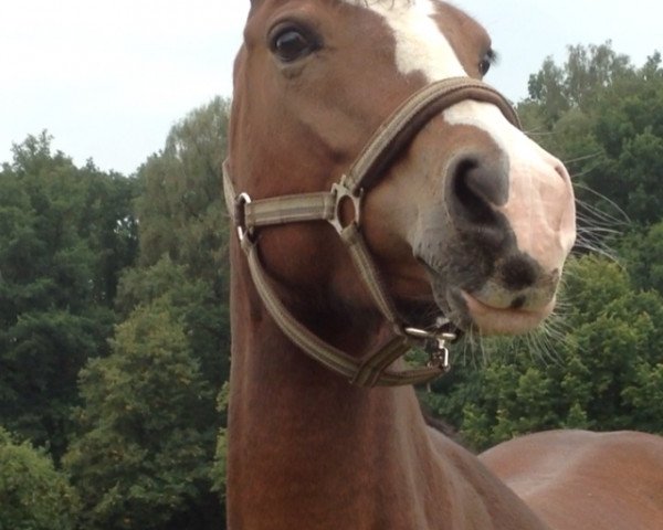 broodmare Nanette (German Riding Pony, 2007, from Night-Power)
