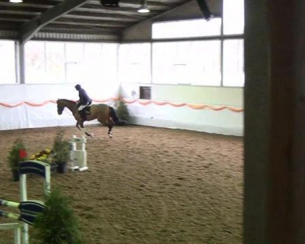 jumper Lord Leopold 10 (Westphalian, 2008, from Ludwig von Bayern 168 FIN)