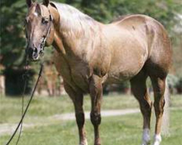 stallion Jac O Rima (Quarter Horse, 1986, from Hollywood Jac 86)