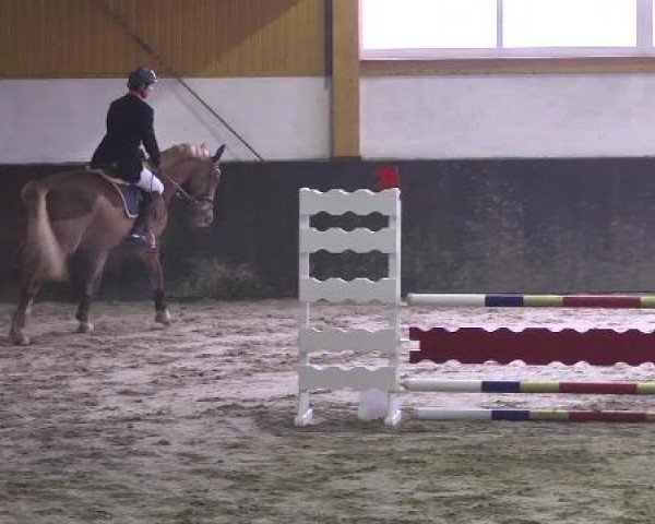 jumper Graceland 44 (Irish Sport Horse, 2008, from Arkansas)