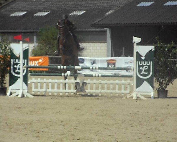 jumper Salut du Bartas (Hanoverian, 2008, from Stalypso)