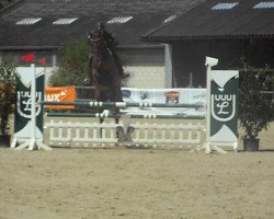 jumper Salut du Bartas (Hanoverian, 2008, from Stalypso)