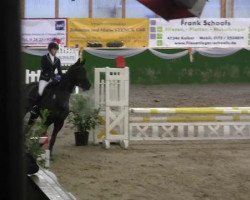 dressage horse Limoncello WH (Zweibrücken, 2006, from Laterano)