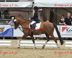 dressage horse Nonstop Naseweis (German Riding Pony, 2002, from Nostradamus)