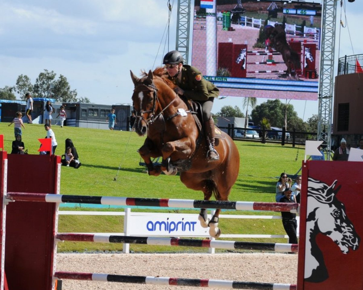 dressage horse Goliath (Zweibrücken, 2003, from Glorieux)