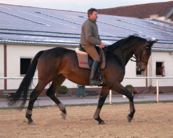 broodmare Daya Nira (Hanoverian, 2005, from Danone 4)