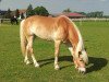 dressage horse Andra 61 (Haflinger, 2005, from Ahnenstolz)