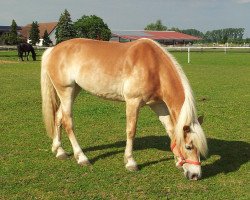 dressage horse Andra 61 (Haflinger, 2005, from Ahnenstolz)