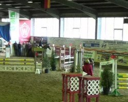 jumper Armagnac D (German Riding Pony, 2004, from Amarillys Sensation D)