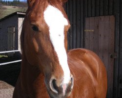 Pferd Caddo Fantasy Outlaw (Paint Horse, 2006, von Forest Fantasy)