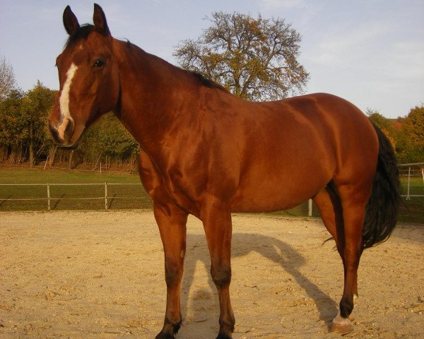 Pferd Lenas Little Boon BH (Quarter Horse, 2001, von Okie B Lena)