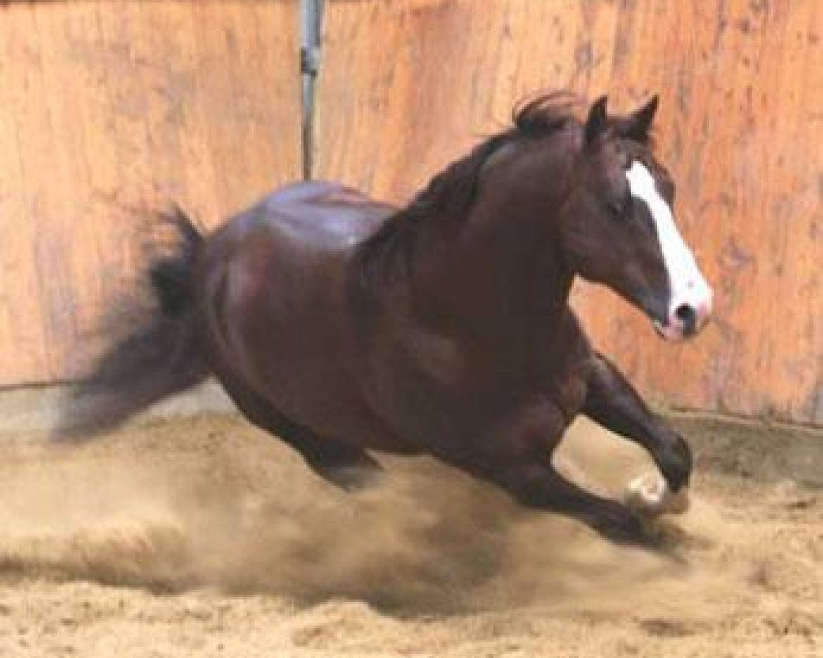 stallion Mister Dual Spring (Quarter Horse, 1998, from Mister Dual Pep)