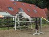 jumper Quincy 183 (Oldenburg show jumper, 2010, from Quincento)