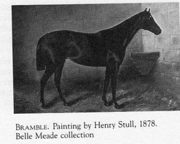 stallion Bramble xx (Thoroughbred, 1875, from Bonnie Scotland xx)