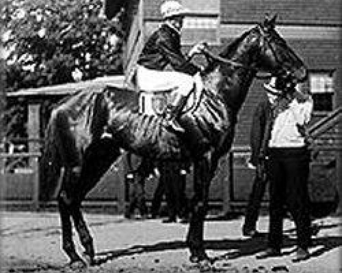 stallion Broomstick xx (Thoroughbred, 1901, from Ben Brush xx)