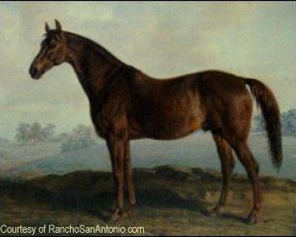 stallion Australian xx (Thoroughbred, 1858, from West Australian xx)
