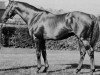 stallion Hard Tack xx (Thoroughbred, 1926, from Man o' War xx)