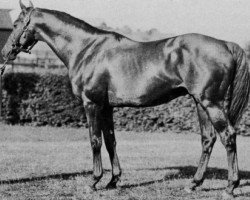 stallion Hard Tack xx (Thoroughbred, 1926, from Man o' War xx)