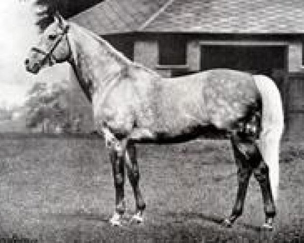 stallion Tetratema xx (Thoroughbred, 1917, from The Tetrarch xx)