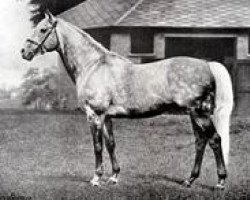 stallion Tetratema xx (Thoroughbred, 1917, from The Tetrarch xx)