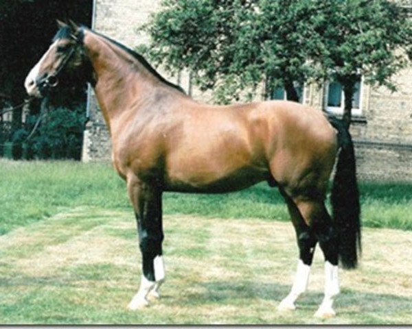 stallion Regenbogen (Westphalian, 1987, from Rex Fritz)