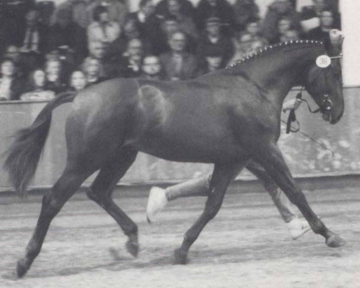 stallion Fairplay (Westphalian, 1990, from Frühlingsball)