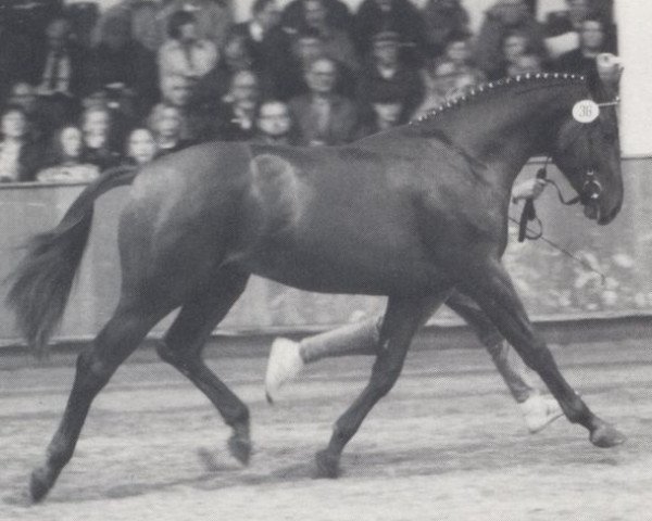 stallion Fairplay (Westphalian, 1990, from Frühlingsball)