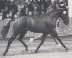 Deckhengst Fairplay (Westfale, 1990, von Frühlingsball)