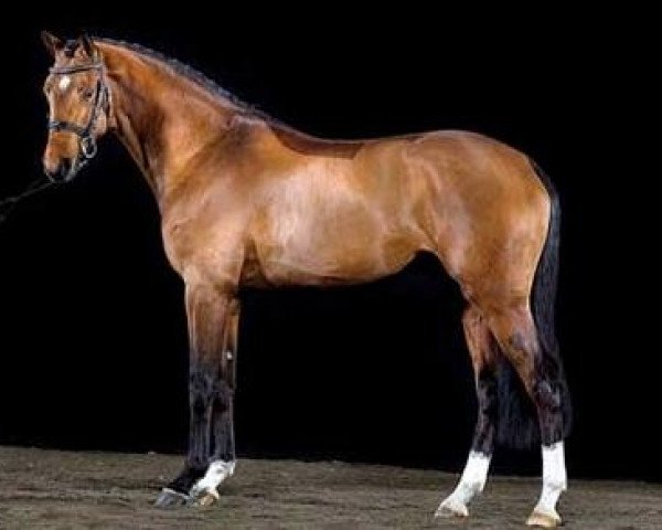 stallion Chatender (Hanoverian, 2009, from Chacco-Blue)