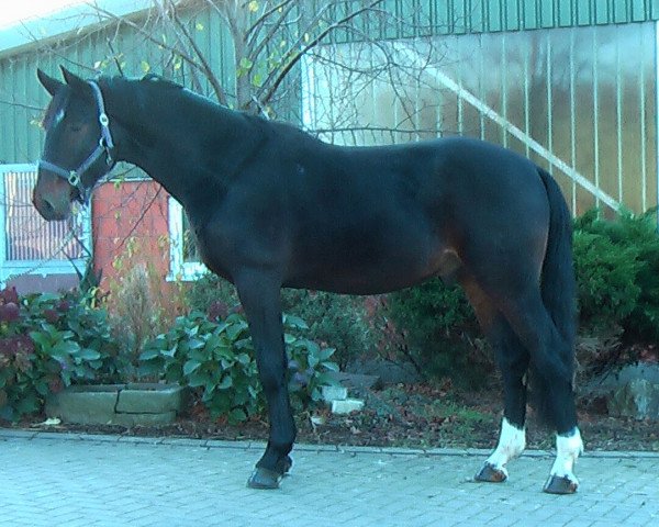 horse Geronimo (Hanoverian, 2009, from Grosso Z)