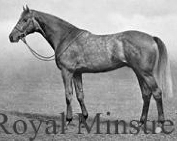 stallion Royal Minstrel xx (Thoroughbred, 1925, from Tetratema xx)