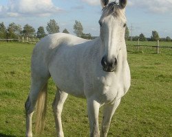 horse Goldliese (Oldenburg, 1995, from Goldpilz)